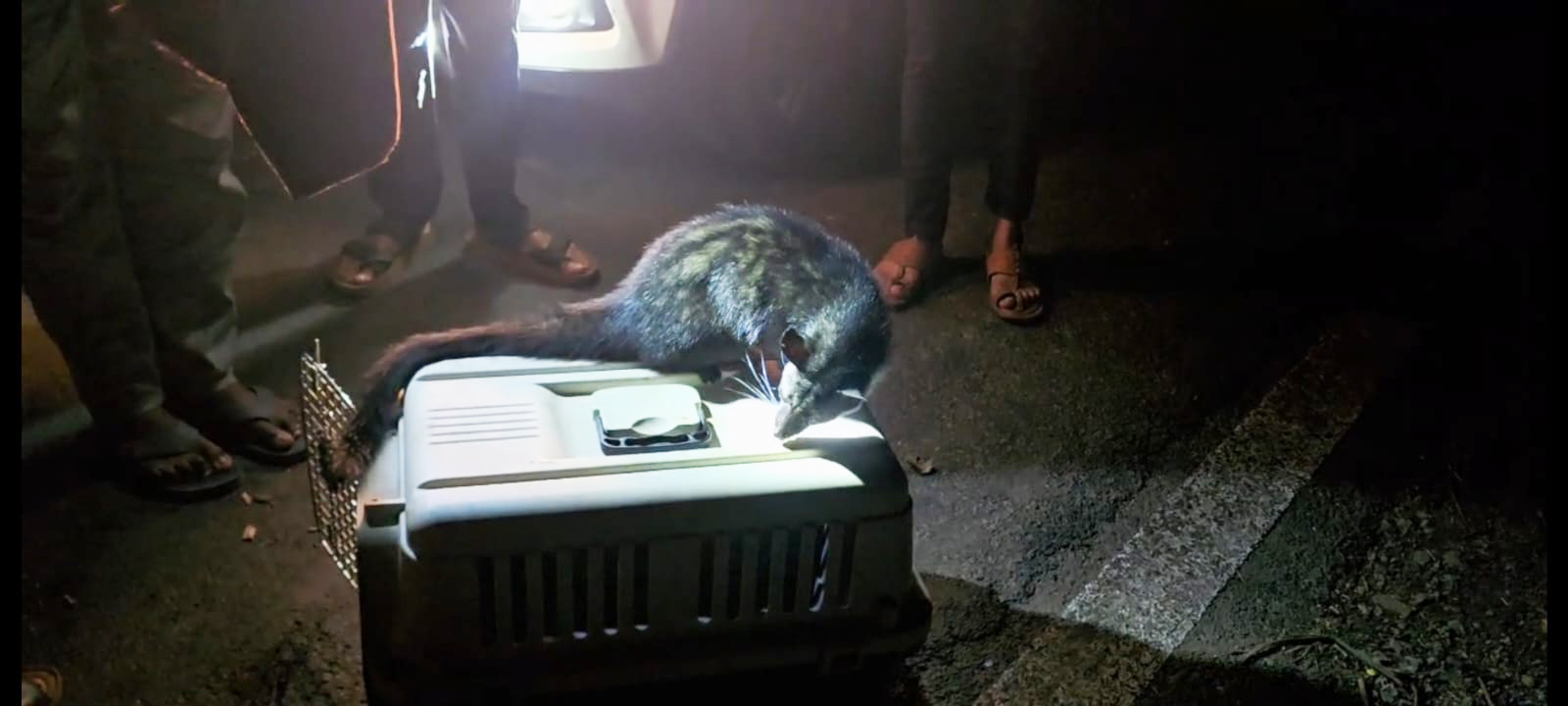 अपघातात जखमी उदमांजरास वनविभाग व सह्याद्री प्रोटेक्टर्सकडून रेस्क्यू व उपचार करून पुन्हा नैसर्गिक अधिवासात मुक्त